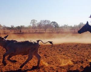 Mr Webley works on a cattle station in the Northern Territory. Photo: Supplied