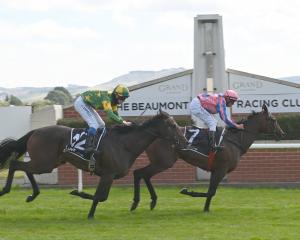 Darci’s Belle gets her first win at the Beaumont Racing Club’s meeting at Wingatui yesterday....