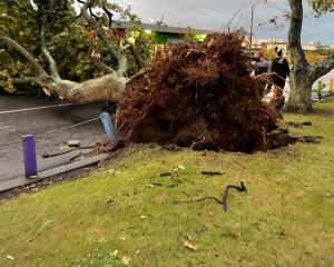 rees were downed in Levin when a tornado hit. Photo: Facebook / Terisa Ngobi