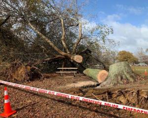  woman suffered critical injuries when she was crushed by a fallen tree in Cambridge. Photo: Adam...