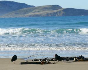 Oystercatchers could be among species gaining further protection from dogs at Jacks Bay in the...