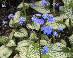 Brunnera Silver Heart looks lovely even when not displaying its sky-blue flowers. PHOTOS: ODT FILES