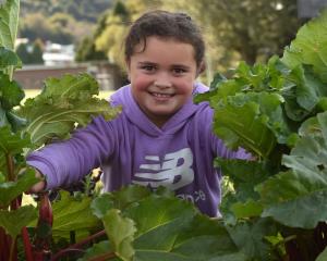 Tayla Mokotupu (8) has been enjoying eating custard with stewed rhubarb she helped grow in the...