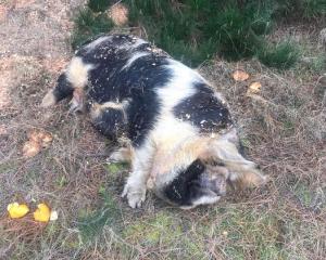 The kunekune was left on the side of the road unable to walk. Photo: Supplied