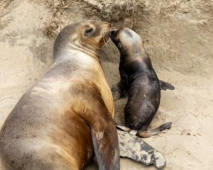 Sea lion Mika with her 6-month-old pup who was found dead after being run over by a vehicle on...
