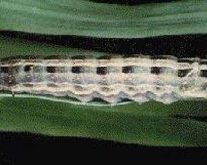 The moth’s caterpillar stage. PHOTOS: MERLIN CROSSLEY