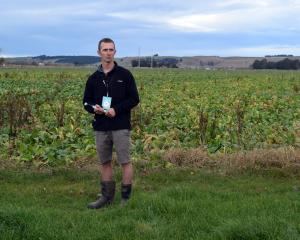 Papakaio Dairies owner Peter Smit speaks about his fodder beet crop at a South Island Dairy Event...
