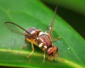 The Queensland fruit fly. Photo by Biosecurity NZ.
