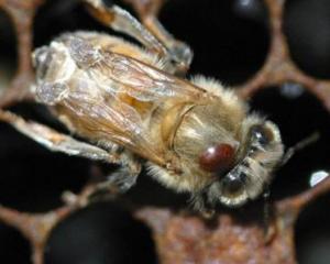 A bee carrying a varroa mite. Photo: HortResearch