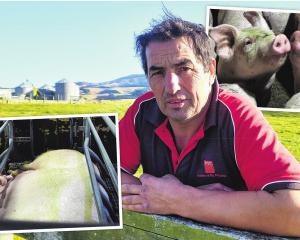 North Otago pig farmer Ian Carter believes proposed new rules for the pork industry will destroy...