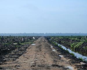 An oil palm plantation in Riau province, Sumatra. PHOTO: Wikimedia Commons