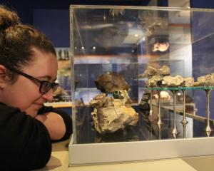 Tuhura Otago Museum guide Emma Morris inspects the fossils of extinct leatherback turtle,...