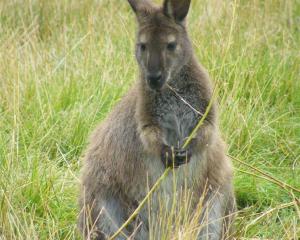 Forest and Bird says the Government urgently needs to fund the eradication of wallabies. Photo:...