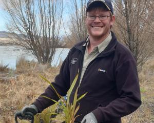 Otago Fish &amp; Game officer Ben Sowry plants native trees at the Bendigo Wilderness Reserve....