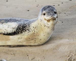 A leopard seal has been found shot dead in Southland. File photo: ODT