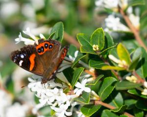 Red admiral butterfly (kahukura). PHOTO: GETTY IMAGES