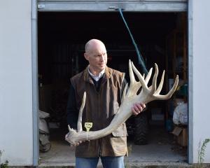 AgResearch scientist Jamie Ward inspects some of the cloned antlers to be displayed at the 50...