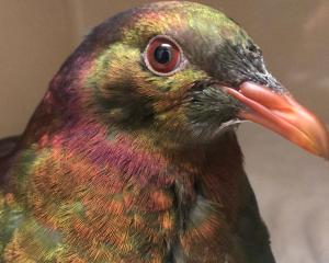 A late-season surge of kereru have become patients in the forest bird ward at Dunedin Wildlife...
