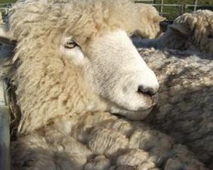 romney_ewes_are_still_robust_lamb_producers_photo__4e2bc83273.JPG