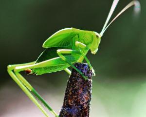 An enzyme named MCO2 gives insects huge benefits on land, but a strong disadvantage in seawater....