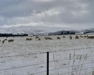Sheep graze in the Ida Valley near the township of Oturehua this morning. PHOTO: RUBY SHAW