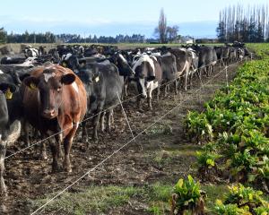 Cattle gather at a feed break on the Taieri yesterday. PHOTO: STEPHEN JAQUIERY