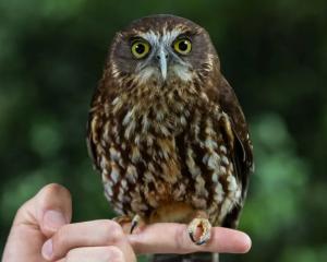 Simply irresistible: a ruru (morepork) at Queenstown Kiwi Birdlife Park. Photo: RNZ/Nate McKinnon
