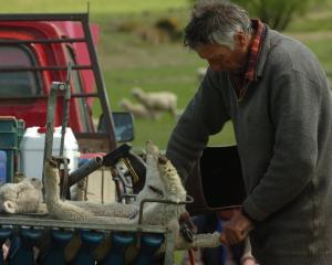 Farmers who supply the NZ Merino Company have been directed that pain relief for lambs will be...