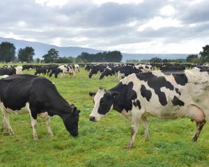 Farming confidence has risen, a survey shows. Photo by Gerard O'Brien.