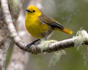 Mohua, dubbed the bush canary by European settlers, are accomplished vocalists. Photo: Stephen...