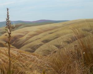 An insect- and plant-based diorama inspired by the rolling fields of tussock at the Whare Flat...