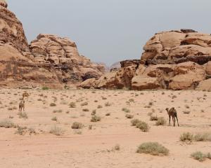 The desert ecosystem supports a surprising number of species, often nocturnal such as Asiatic...