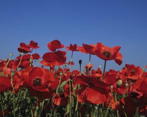 The poppy, a flower with chutzpah. PHOTO: GETTY IMAGES