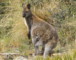 Wallabies may have been seen just north of Haast. Photo: supplied