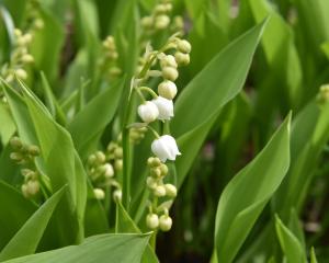 Convallaria majalis — at the Dunedin Botanic Garden. PHOTO: GREGOR RICHARDSON