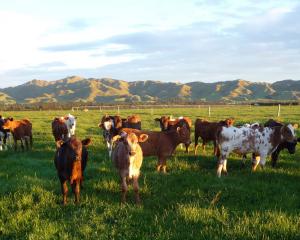 Pearl Veal calves avoid the short end of bobby calves by being taken through to the age of nine...