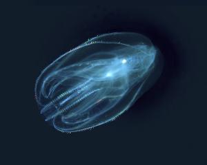 A comb jelly. Photo: Getty Images