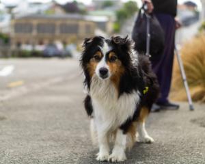 Walking with Mac, 10, (pictured) helps Glenn Roswell navigate Wansbeck St while on crutches....
