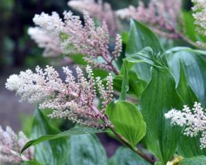 Maianthemum racemosum, false Solomon’s seal, can be found in areas of the Rhododendron Dell at...