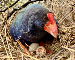 A takahe keeping watch on its eggs. PHOTO: DOC