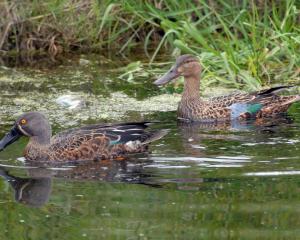 Native shoveler ducks (kuruwhengi) swim in still water south of Dunedin in this 2007 photograph....