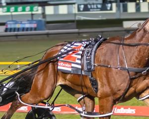 Swayzee looks to be in with a royal show of winning the New Zealand Cup for his Australian...