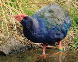 Paku the takahē, now 19 years old, drinks at the pond oblivious to her contribution to botanical...