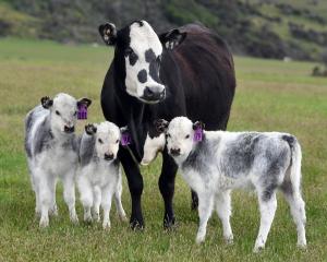 A beef cow with her identical triplet calves. PHOTO: STEPHEN JAQUIERY