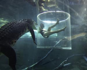 Swimming with a crocodile, Crocosaurus Cove. PHOTOS: TOURISM AUSTRALIA
