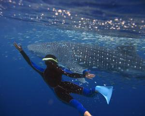 Swimming with whale sharks, Ningaloo Reef. PHOTO: GETTY IMAGES