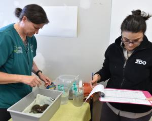 Dr Lisa Argilla (left) and Auckland Zoo birdkeeper Sarah Quevit-Perinelle prepare to feed hoiho...