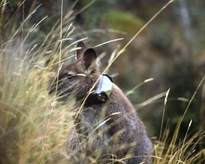 A wallaby is fitted with a collar the same as those being used in a new trial programme to find...