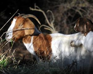 File photo: ODT