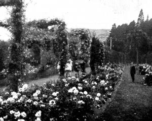 The rose garden at Dunedin Botanic Garden. — Otago Witness, 18.12.1923